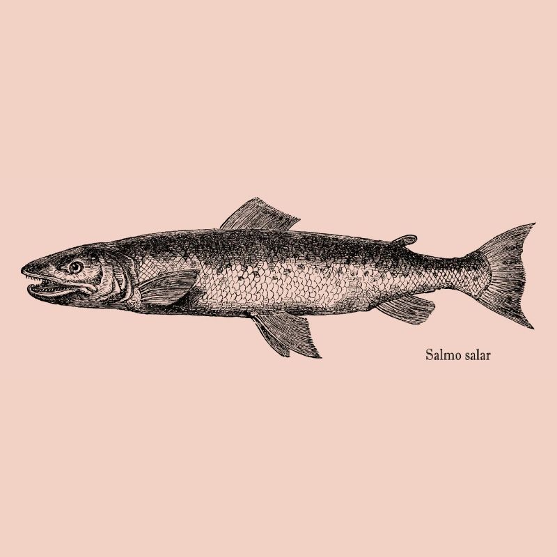 Lachs Kupferstich