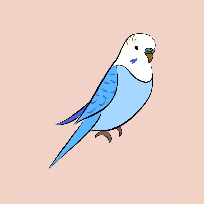 perruche bleu