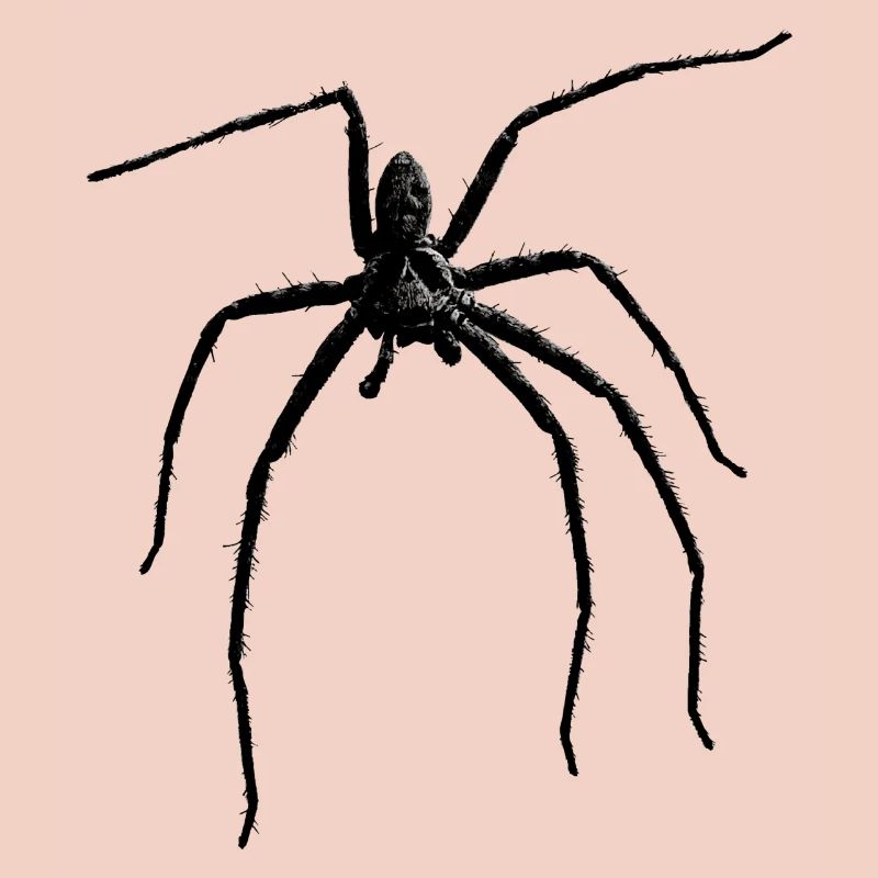 Spider / Black Widow + Skull with spider phobia