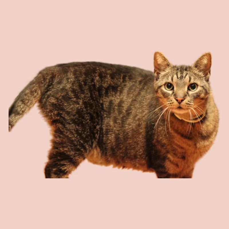 Cat Kitten