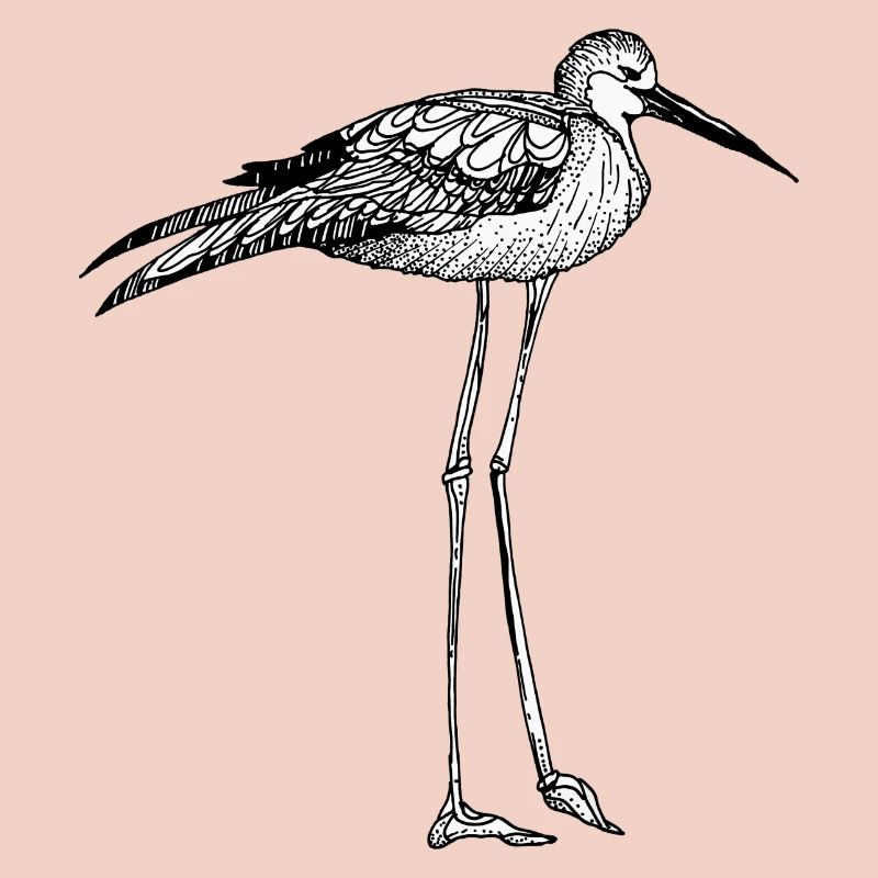 oiseau