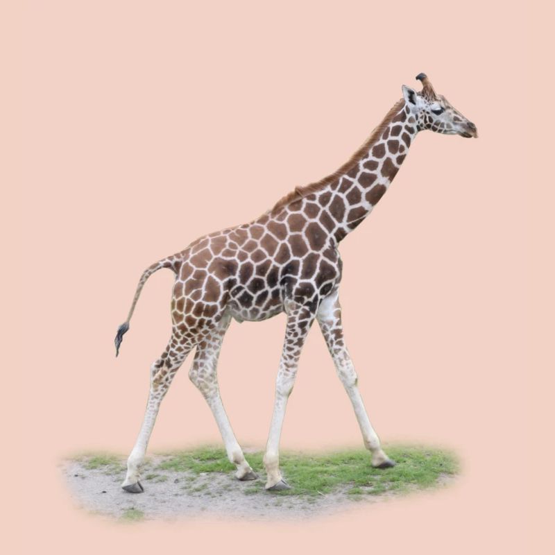Junge Giraffe