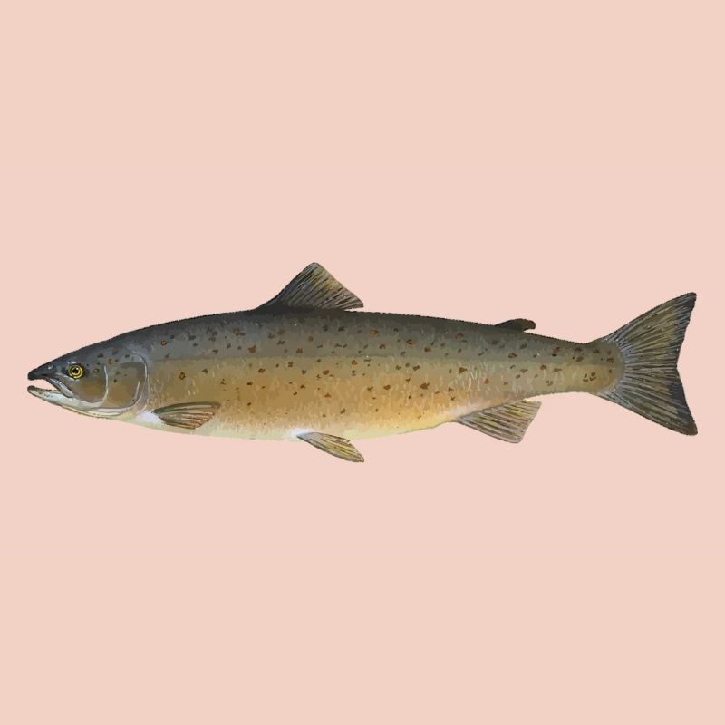 saumon