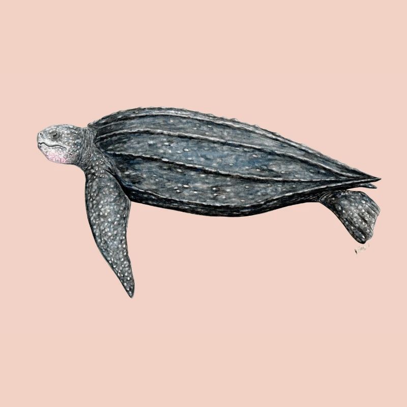Luth Tortue tortue Luth Luth tortue luth