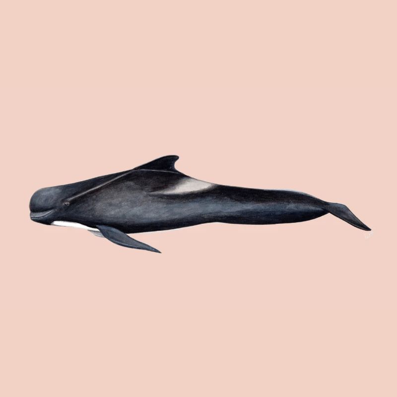 baleine pilote - baleine pilote - globicéphale noir