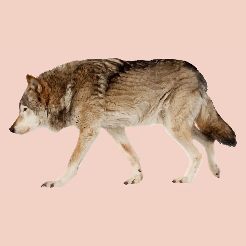 Loup