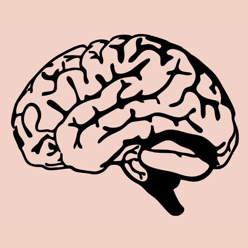 brain