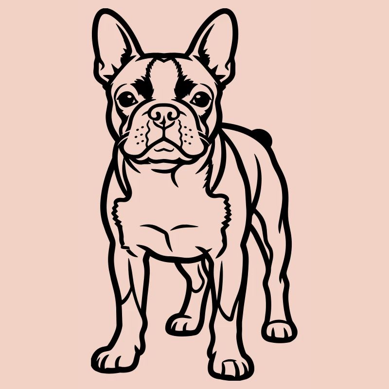 Boston Terrier