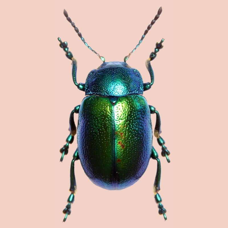 Schild-Programmfehler