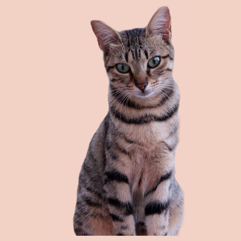 Chaton chat