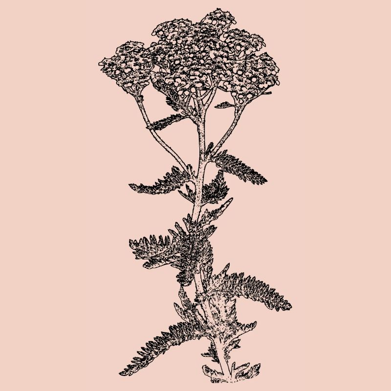 Illustration de fleur d’achillée millefeuille