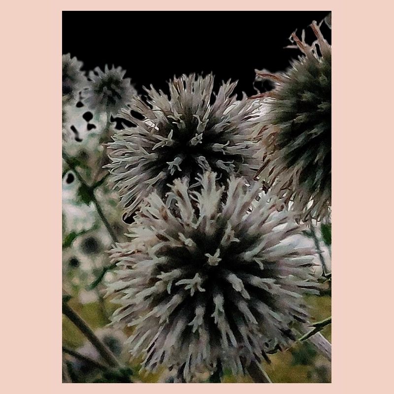 Impression over thistles