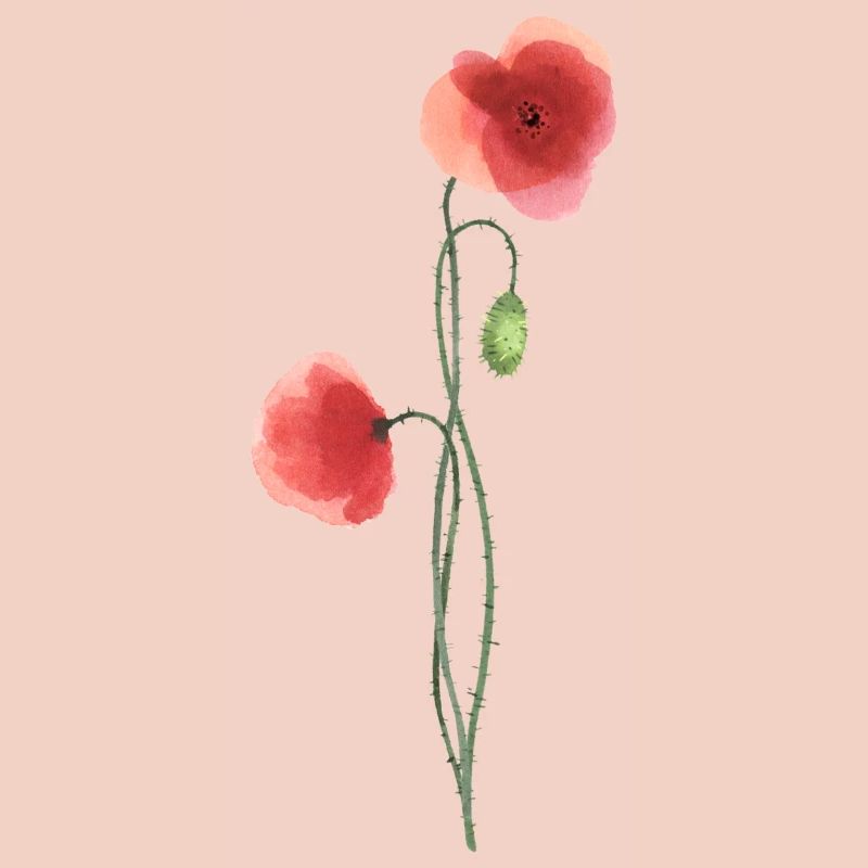 Blume: roter Mohn