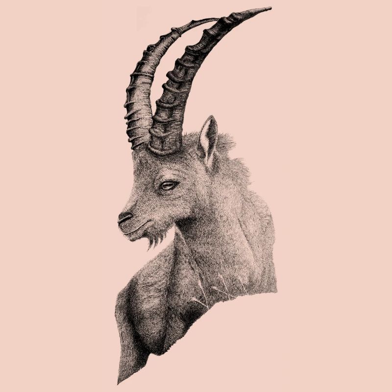 DER STEINBOCK
