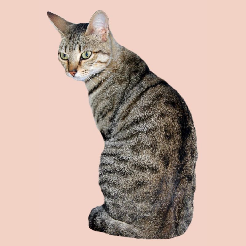 Chat, Chaton, Chat Tigre