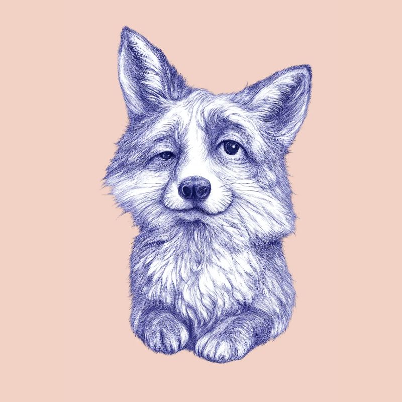 Sketch du Renard bleu-violet