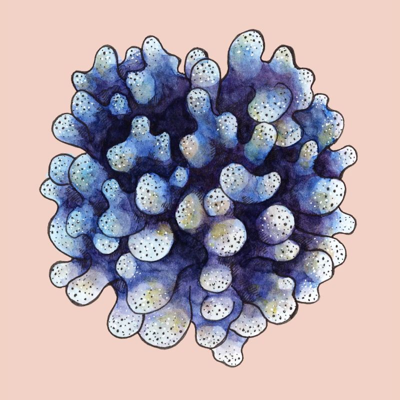 corail