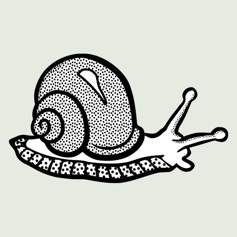 Snail black and withe