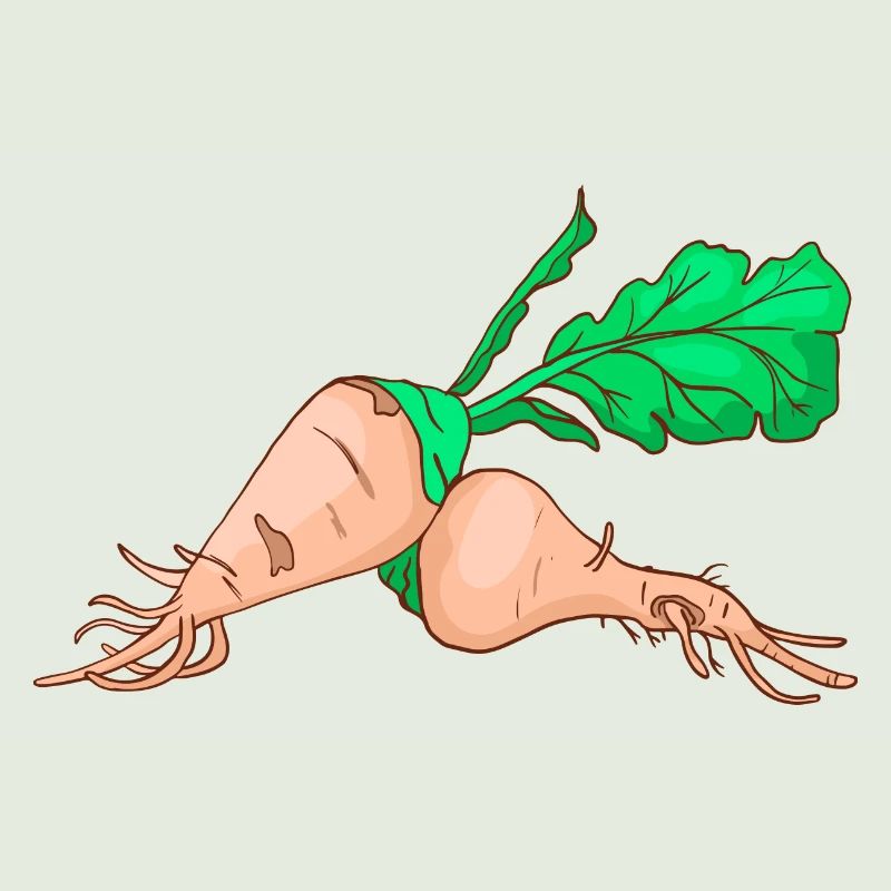Sugar beet sugar beet