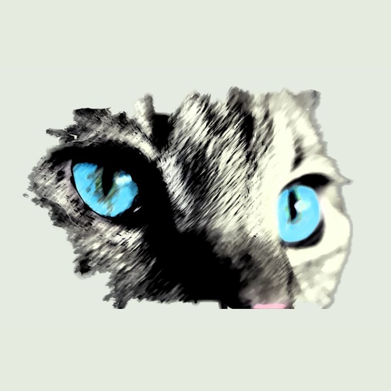 Chat aux yeux bleus ! belle idée de cadeau