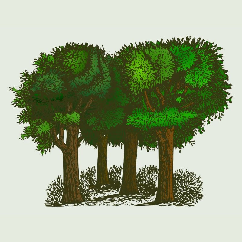 Wald