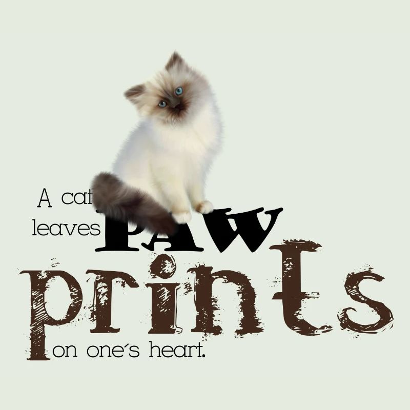 Brown/White Birman Cat
