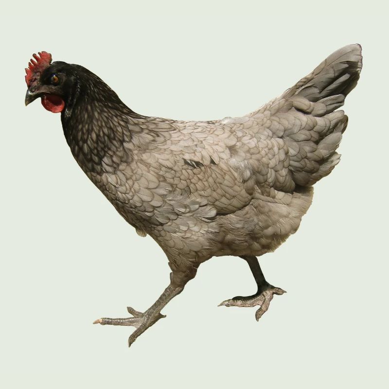 poulet gris