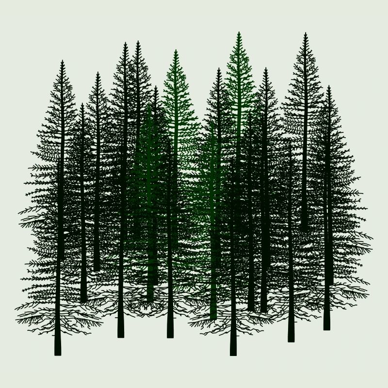 Fir Autumn October Winter Nature Wilderness Environment