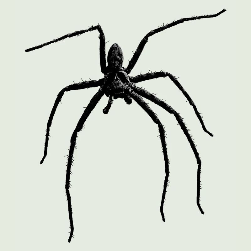 Araignée / Black Widow + Crâne avec la phobie des araignées