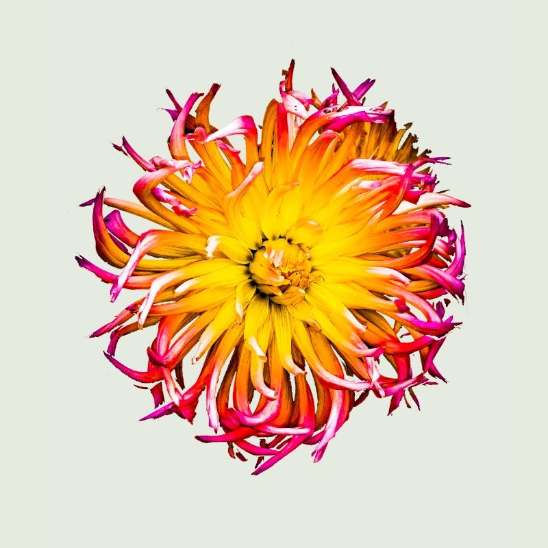 Blume bund