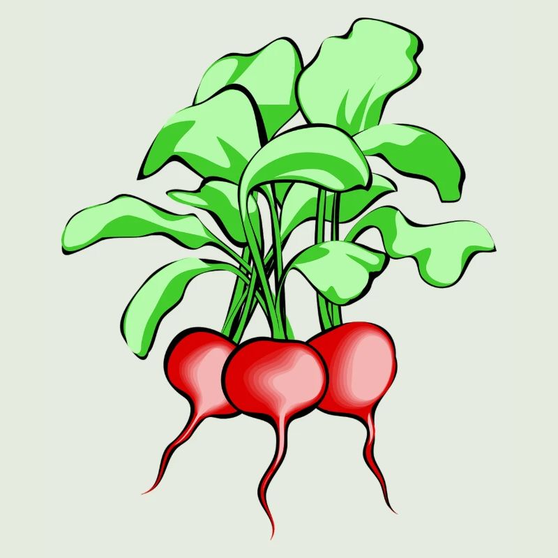 Radieschen. Geschenkidee