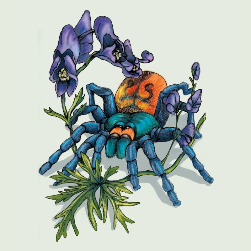 Spinne (Arachne)