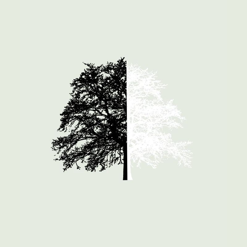 Tree Tree Black White Illusion