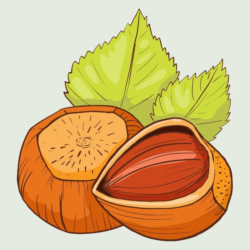 Hazelnut common hazelnut shrub