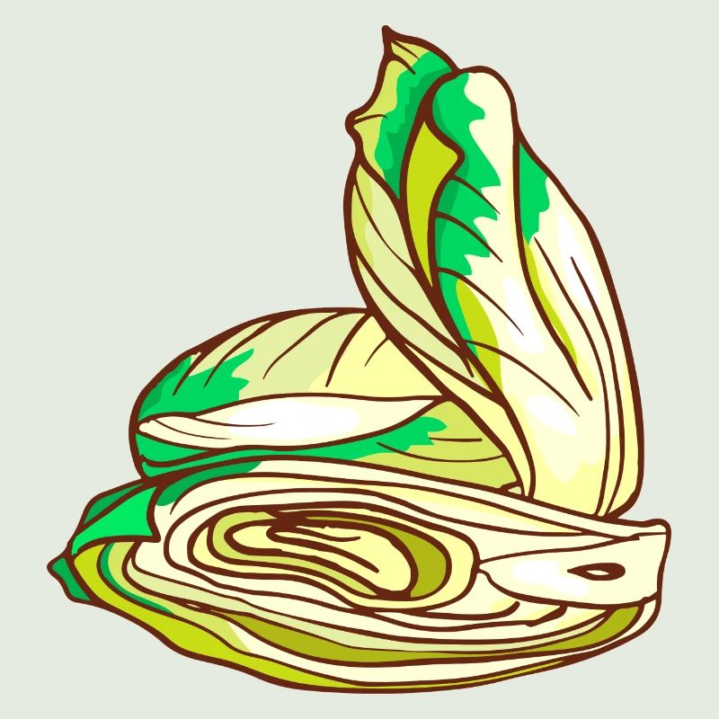 Chicorée Chicoree Salat