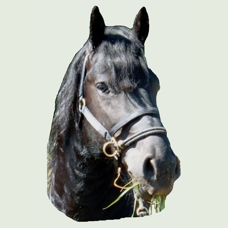 Friese Kopf