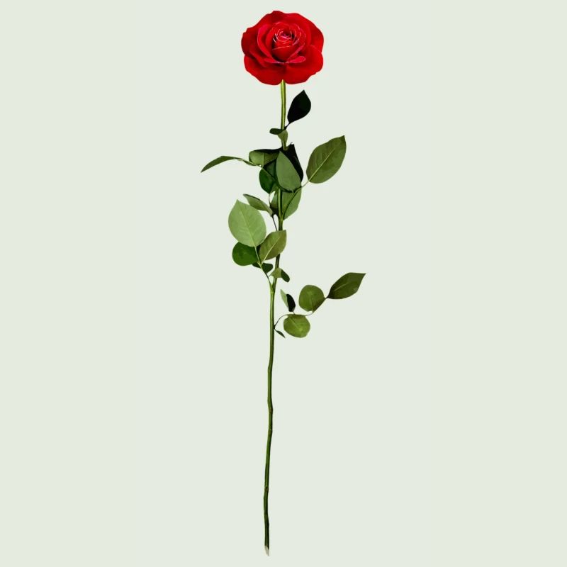 Rote Rose