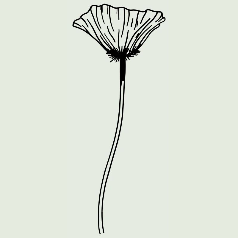 Poppy Flower