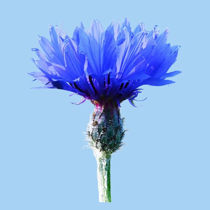 Bleuet
