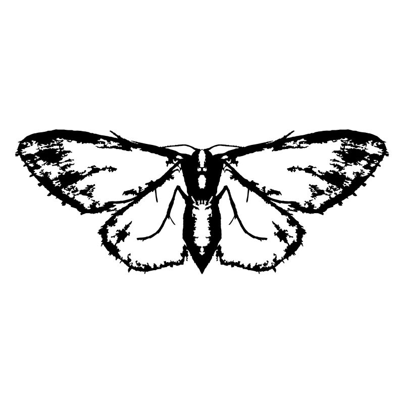 Moth / Butterfly / Moth