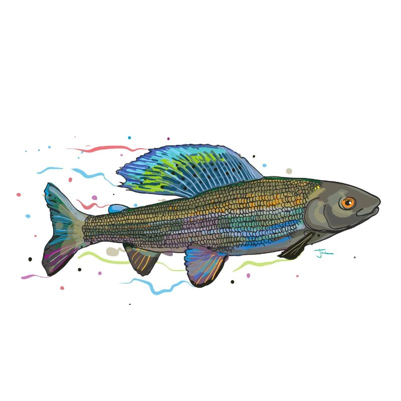 Chromatischer irisierender Fisch – Äsche