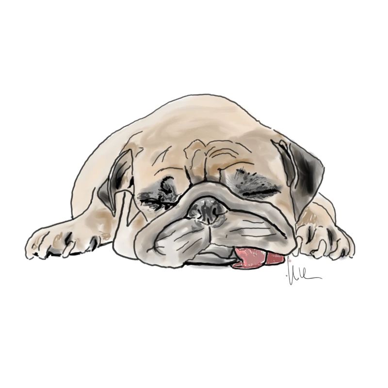 Pug Mops Wauwau