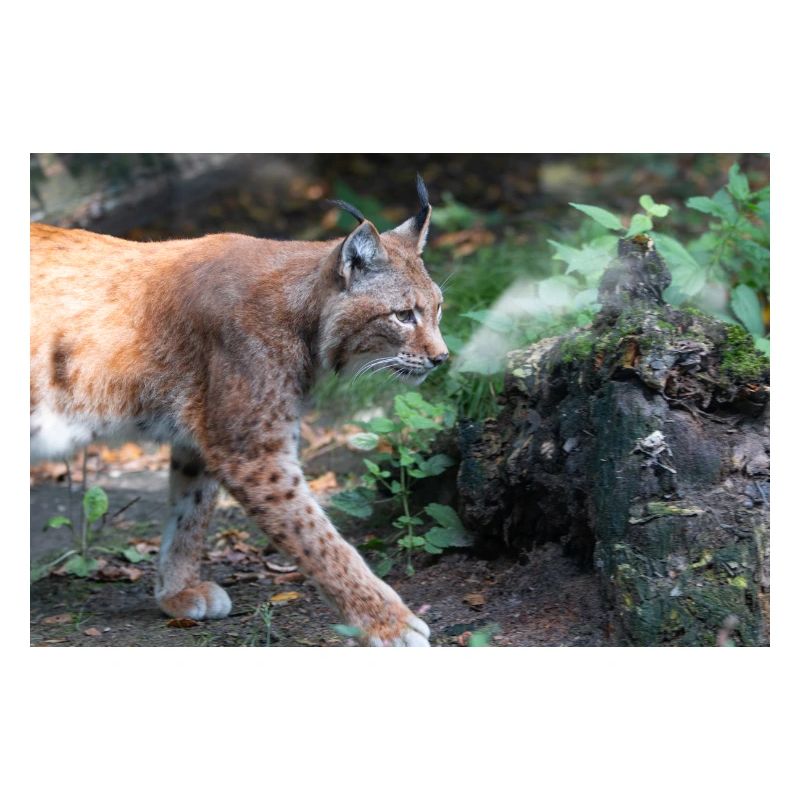 Eurasischer Luchs oder Nördlicher Luchs