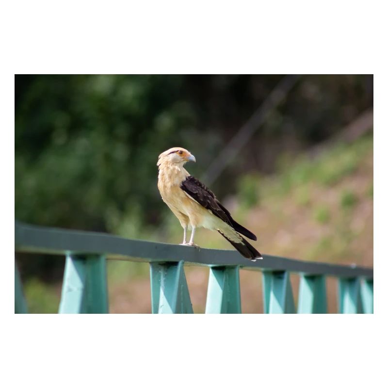 le petit aigle