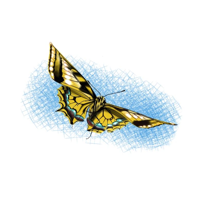 Papillon jaune Accent bleu