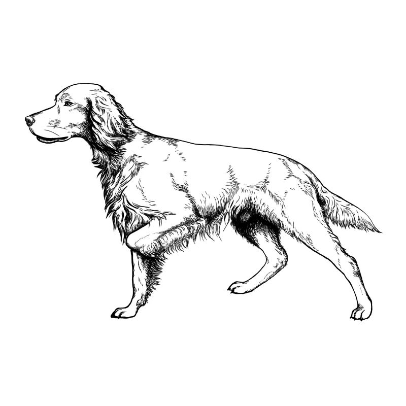 Setter vorstehend