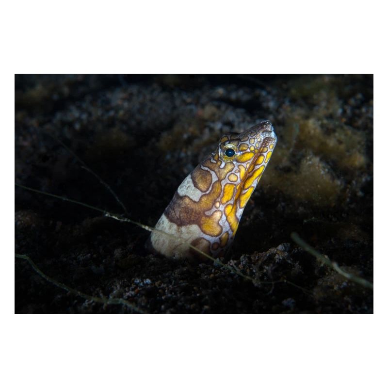 Napoleon snakes eel