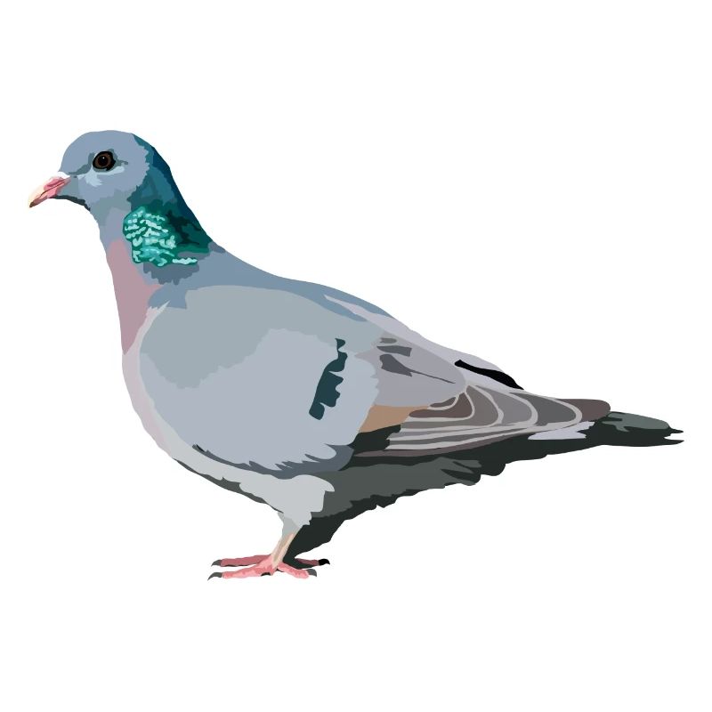Hohltaube