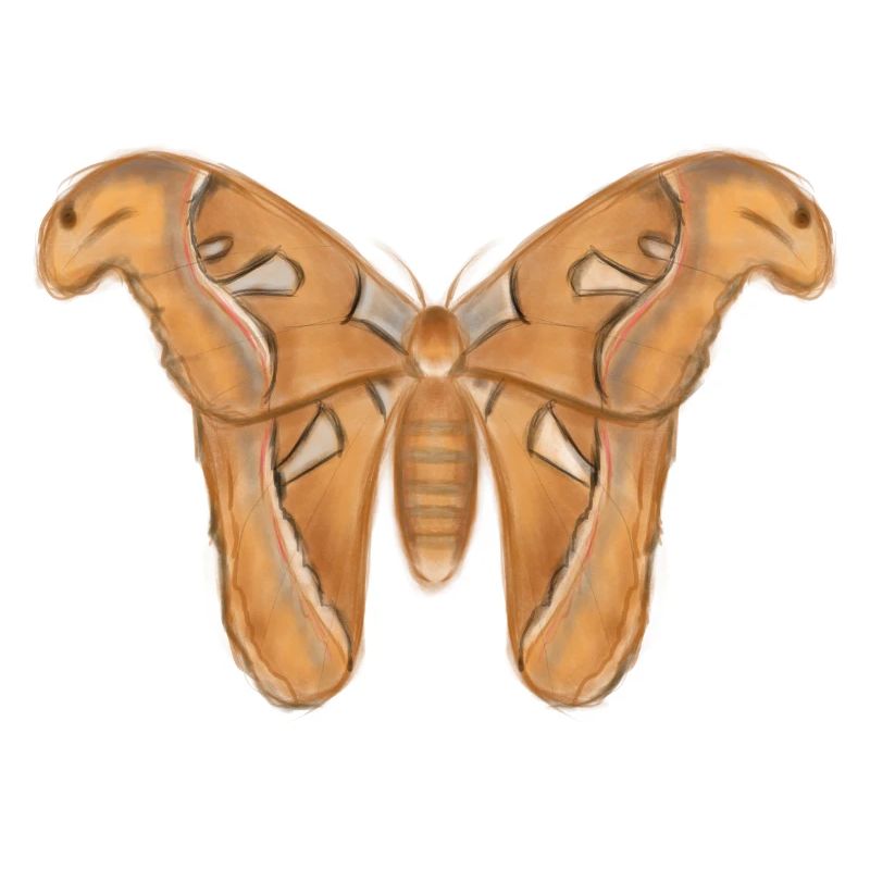 Giant Moth Drawing