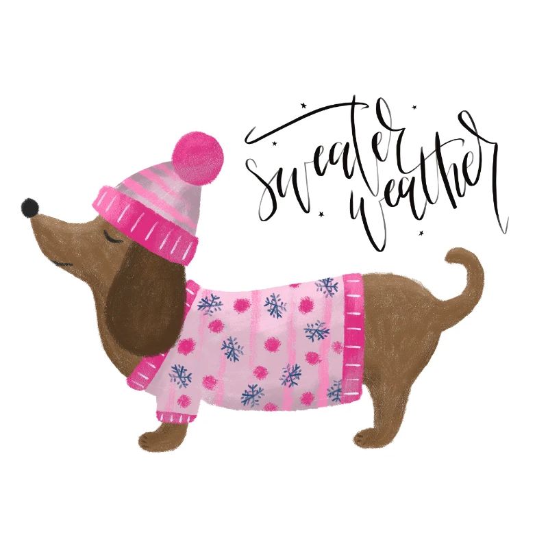 Teckel avec pull et chapeau Pull Météo rose